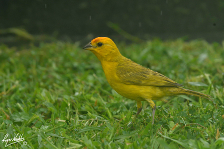 Saffron Finch - male